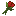 Красный тюльпан